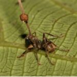 zombie-ant fungus