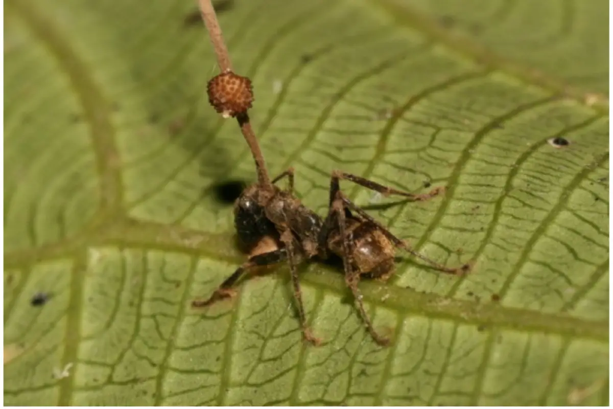 zombie-ant fungus