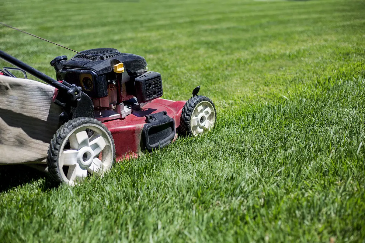 mowed grass smell